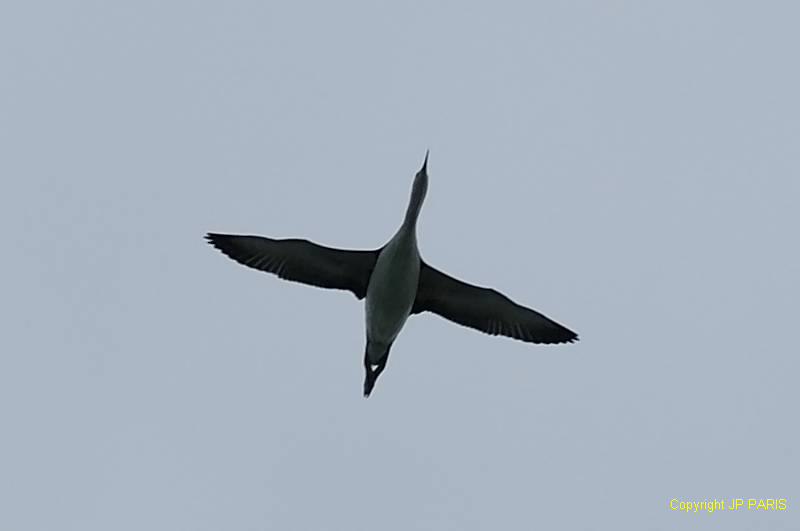 Gavia stellata